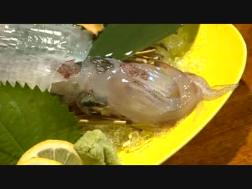 またイカを食べるモンちゃん「佐世保」
