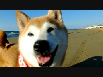 秋の海と柴犬ひかいち