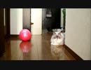 猫ストレートパンチ