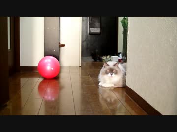 猫ストレートパンチ