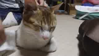 ママからキレイに拭かれる猫。