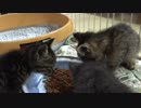 子猫が事務所にやってきた　食事編　