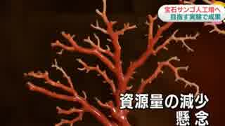 宝石サンゴ 人工増殖につながる成果