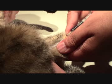 拾いねこ＠生後1579/1546日目　月音さんワクチン接種ー。