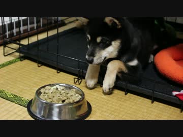 うちに来て１ヶ月の柴犬。【しつけの成果】