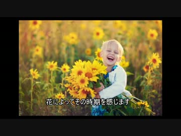 彼岸花「もうｱｵﾘｲｶたくさんつれるよ」　私「仕事忙しいねん・・」