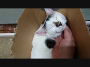 突然ふっと我に返る猫