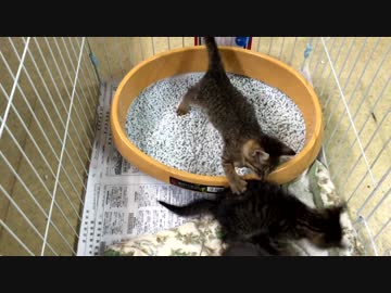 子猫が事務所にやってきた③　