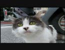 ねこにゃんにゃん　４