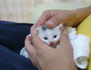 子猫をよしよししてあげるのだ