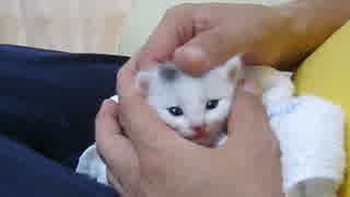子猫をよしよししてあげるのだ