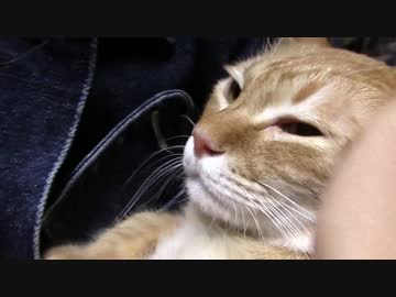 拾いねこ＠生後1580/1547日目　grgrアコさん