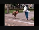 ヤギー・ヘリントン