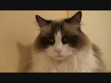 レオとしじみの新生活 Vol.38 　赤ちゃんに好かれてしまった猫2