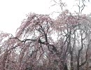 新潟県長岡市、悠久山公園の桜