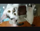 ご飯が待ちきれない猫