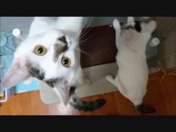 ご飯が待ちきれない猫