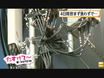 給水塔から降りられず弱った黒ネコをレスキュー隊が救助　