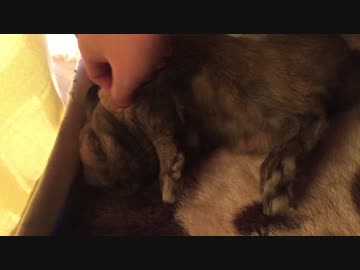 おねむなウサさん