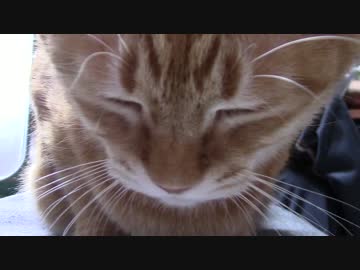 拾いねこ＠生後1581/1548日目　月音に嫌われた（