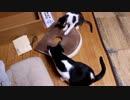 うちの猫です2