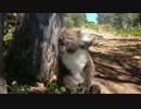 木から蹴落とされて叫ぶコアラ