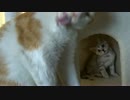 先住猫に相手にされない仔猫