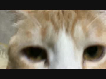 【もこもこ】冬毛になってきた猫たち！