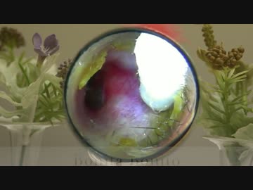 プロの耳掃除 キャプチャー1