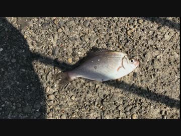 釣り動画ロマンを求めて　6釣目（ふれーゆ裏）