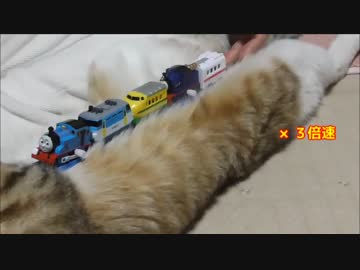 猫のお腹でプラレール走らせてみた結果。