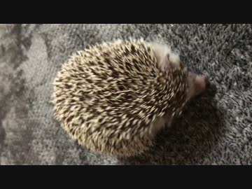 赤ちゃんを産んだ？？？ハリ蔵くん(๑･̑◡･̑๑)