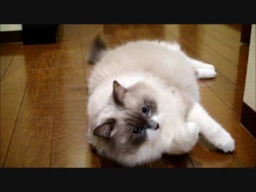 ニューじゃらしなのにゃー