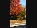[旅行]街中の紅葉を見るだけの30秒