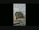 【デグー観察録】デグーの鳴き声【六日目】