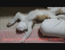 ねこのひらきが落ちていた。