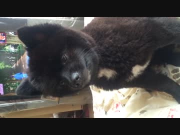 何かを訴えてるポメラニアン