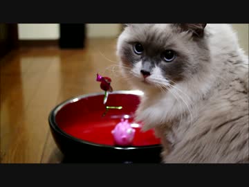 じゃらしがぶいんぶいんなのにゃ