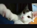 おっさんの袋（意味深）の中で瞳をうるうるさせながらじゃれる猫