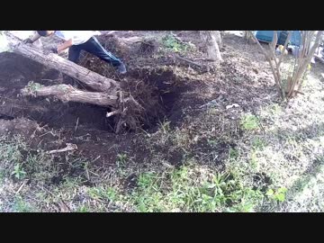 小屋暮らし開拓期：抜根！抜根！