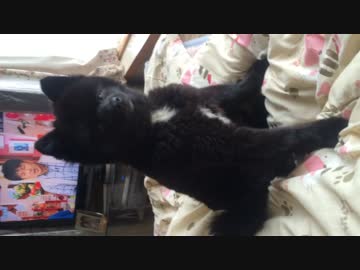 【ポメラニアン】黄昏からの．．．クサッ！