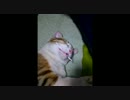 爆睡猫の口に綿棒は何本挿入できる？イタズラしてみた結果。