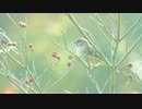 雀の集会in代々木公園