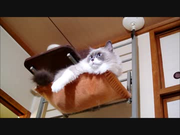 ハンモックからおちないでね