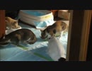 野良猫一家があがりこんで一家団欒してました。