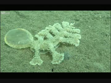 バリ島で奇怪な生物が見つかる