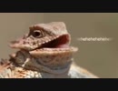 リザードスクワッド ソング