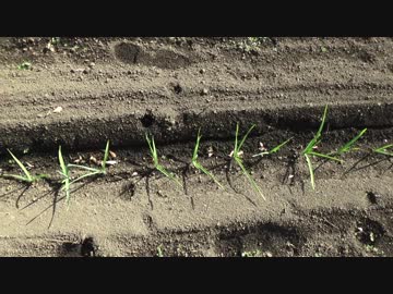 画期的ニンニク栽培法？　チェーンポット栽培＆新兵器