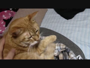 拾いねこ＠生後1586/1553日目　月音さんの心はいつ戻るのか