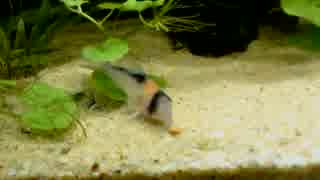 コリドラスのごはん